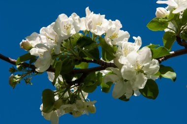 Çiçekli elma ağacı.