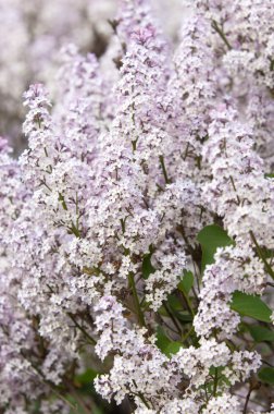 Leylakları ilkbaharda büyümeye