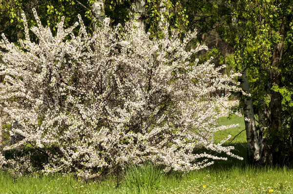 Prunus tomentosa
