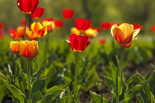 Tulipa com bokeh . — Fotografia de Stock