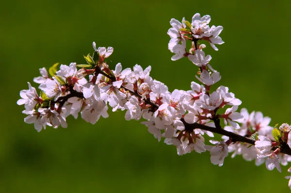 Prunus tomentosa — Stock Photo, Image