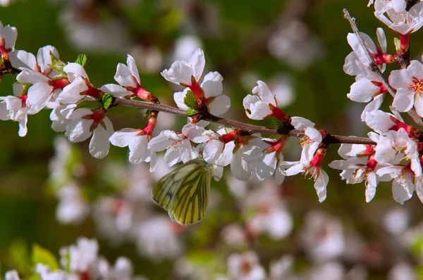 Prunus tomentosa — Fotografia de Stock