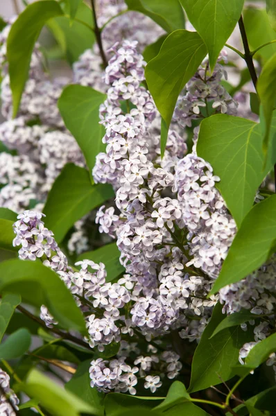 Lilacs grow in spring — Stock Photo, Image