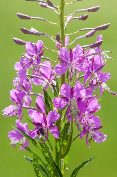 A great willowherb bloom with morning dewdrops. — Stock Photo, Image