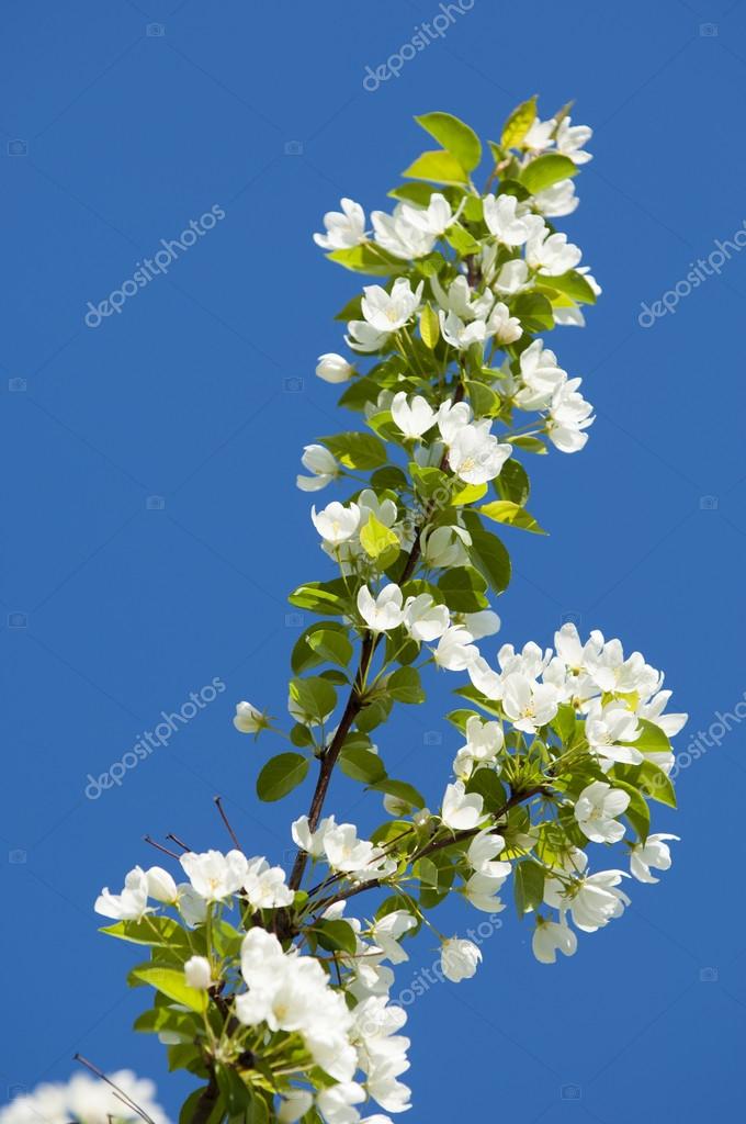 リンゴの木の花 ストック写真 C Ekina1 リンゴの木の花 ストック写真 C Ekina1