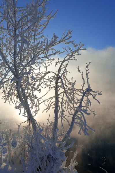 Flusswinter — Stockfoto