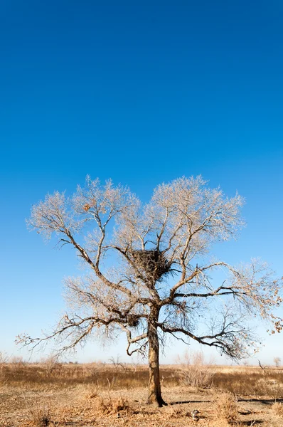 Steppe — Stock fotografie