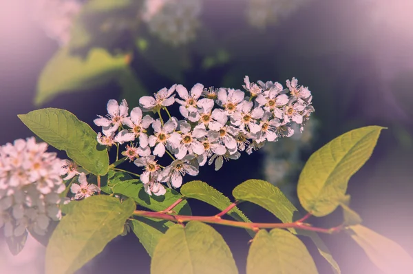 Spring. springtime. springtide. prime — Stock Photo, Image