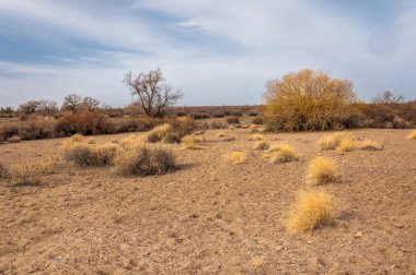 Yalnız ağaç erken Bahar