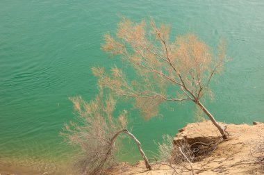 kum. Bahar. su. kar. haloxylon