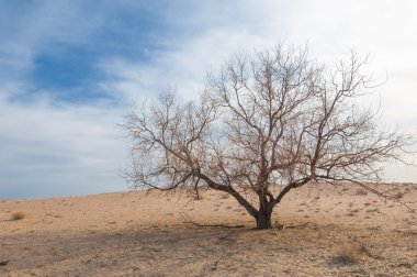 Yalnız ağaç erken Bahar