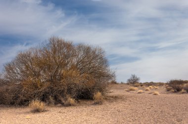Yalnız ağaç erken Bahar