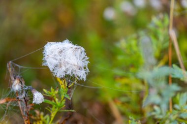 Sonbahar örümcek ağı. Nehrin üstünde şafak, sis. Sabah çiğ ve sis damlaları, ipeğin şeffaf doğası nedeniyle daha önce neredeyse görünmez olan birçok gizli örümcek ağını aniden ortaya çıkarıyor.
