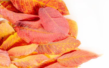 Sonbahar manzarası, fotoğraftaki sonbahar çizimi, sarı bordo kırmızı yapraklar, yaz dilekçesi, neşeli resimler.