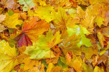 Sonbahar akçaağaç yaprağı, daha yüksek bir bitkinin düz bir yapısıdır. Direk sapına ya da gövdesine bağlı bir bıçağa benzer. Yapraklar fotosentez ve dönüşümün ana organlarıdır.