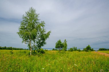 Tarlalar, çayırlar, yeşil bitkilerle kaplı vadiler. Beyaz kabarık bulutlu güzel mavi gökyüzü. Yaz manzara fotoğrafçılığı. Dünyanın Avrupalı kısmı.