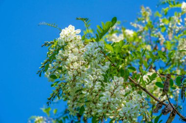Robinia psödoacia, Robinieae kabilesine ait siyah bir çekirge. Amerika Birleşik Devletleri 'nin diğer ılıman Kuzey Amerika ve Avrupa' da vatandaşlık alan bölgelerine endemiktir., 