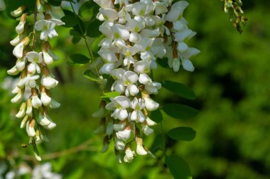 Robinia psödoacia, Robinieae kabilesine ait siyah bir çekirge. Amerika Birleşik Devletleri 'nin diğer ılıman Kuzey Amerika ve Avrupa' da vatandaşlık alan bölgelerine endemiktir., 