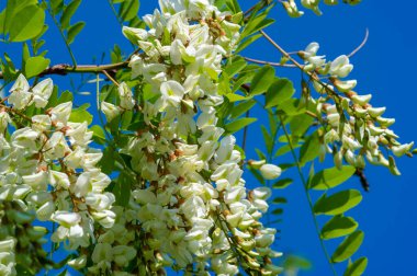 Robinia psödoacia, Robinieae kabilesine ait siyah bir çekirge. Amerika Birleşik Devletleri 'nin diğer ılıman Kuzey Amerika ve Avrupa' da vatandaşlık alan bölgelerine endemiktir., 