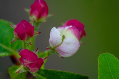 Elma ilkbaharın başlarında çiçek açar. Tomurcuklanan tomurcuklara pembe bir renk. Pembe renkli beyaz çiçek yaprakları. İnanılmaz güzel çiçekler. Makro fotoğrafçılık