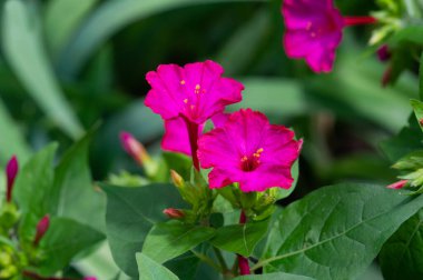 Mirabilis Jalapa, Peru 'nun mucizesi ya da dört saatlik bir çiçek, Latince harikulade, ve Jalapa - Meksika' nın Veracruz eyaletinin başkenti. Aztekler tarafından tıbbi amaçlar için yetiştirildi.