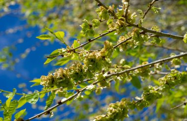 Karaağaç tohumları. Kentsel ekolojinin bir parçası olarak, karaağaçlar hava ve su kalitesini artırır, erozyonu azaltır ve sıcak günlerde hava sıcaklığını azaltır. 