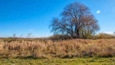 Sonbahar fotoğrafçılığı, nehrin taşkın ovası, ama şimdiye kadar sadece sonbahar altın, ne yağmur ne de rüzgar var, ve altın yaprak yeryüzüne uçuyor, ruhun özlemle doluyor..