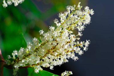 Cletra alnifolia, kıyı çan biberi veya yaz dolmalığı biberi. Cletra çiçekleri küçük, pembe ya da beyaz, hafif aromalı. Bir bahçe ekeriz.