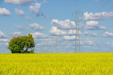  Yaz fotoğrafı. Buğday, tohumu için yaygın olarak ekilen bir ottur, dünya çapında önemli bir yiyecek olan tahıldır. Birçok buğday türü birlikte Triticum cinsini oluşturur. 
