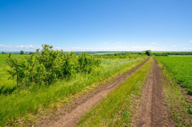 Yaz manzarası, kara topraktan toprak yol, mavi bulutsuz gökyüzü, yeşil buğday, Avrupa 'da bir yürüyüş.