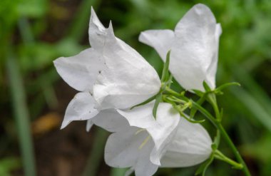 Campanula medyumu, Canterbury çanları için yaygın bir isim. Canterbury Bells olarak da anılan çarpıcı bir campanula. Ayrıca kapalı alanlarda çok güzel kesim çiçekler yapıyorlar..