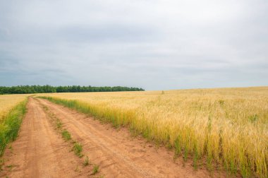  Mısır gevreğinin yaz fotoğrafı, arpa. Kulaklarından sarkan kılları olan sert bir mısır gevreği. Özellikle demleme ve stoklamada kullanılmak üzere yaygın olarak yetiştirilmiştir..