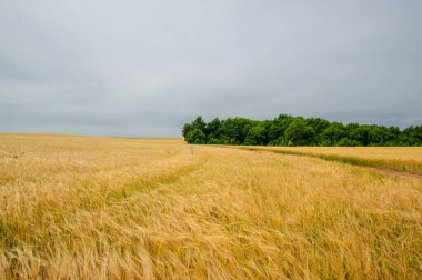 Arpa kabarık tüyleri kulaklarına kadar uzanan sert bir mısır gevreği. Mısır gevreğinin yaz fotoğrafı olan demleme ve stoklamada kullanılmak üzere yaygın olarak yetiştirilmiştir.