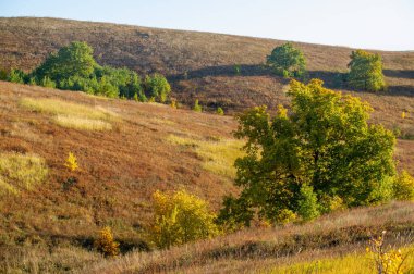 Sonbahar yaprak döken orman sonbaharı yılın harika bir zamanıdır. Doku renkleri ve yumuşak ışık göz alıcı fotoğraflar için harika bir palet oluşturur. Renkli sezonun tadını çıkar.