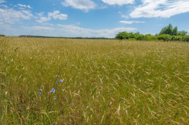 Yaz manzarası. Olgunlaşma aşamasında koçanda buğday. Mısır gevreği yetiştirilen tarlada olgun bir arpa tarlası. 