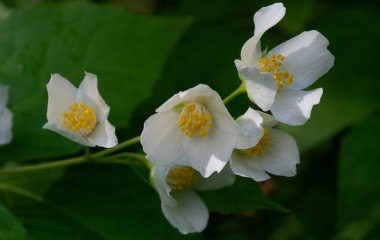 Yasemin çiçekleri. Bahçıvanlık. Küçük çiçeklerle narin ve narin olan yasemin, dünya çapında arıları çeken eşsiz tropikal kokusu ve güzel çiçekleriyle tanınır.