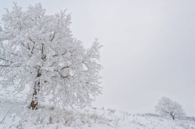 Kış büyüsü: çarpıcı buz ağaçları süsler. Geceleyin, buzlu sis ağaçlara güzel bir buz tabakası bıraktı..