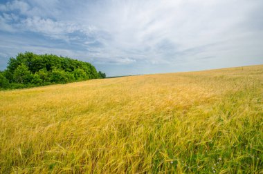 Arpa kabarık tüyleri kulaklarına kadar uzanan sert bir mısır gevreği. Mısır gevreğinin yaz fotoğrafı olan demleme ve stoklamada kullanılmak üzere yaygın olarak yetiştirilmiştir.