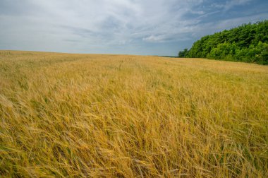 Arpa kabarık tüyleri kulaklarına kadar uzanan sert bir mısır gevreği. Mısır gevreğinin yaz fotoğrafı olan demleme ve stoklamada kullanılmak üzere yaygın olarak yetiştirilmiştir.