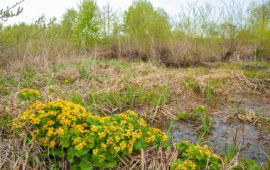 Ormanda bataklık. Boggy Gölü. Güneş doğuyor. Gün batımı. Ormanın üstünde. Suyun toplandığı, bir bataklık ya da bataklık gibi alçak ve ekili olmayan bir alan..