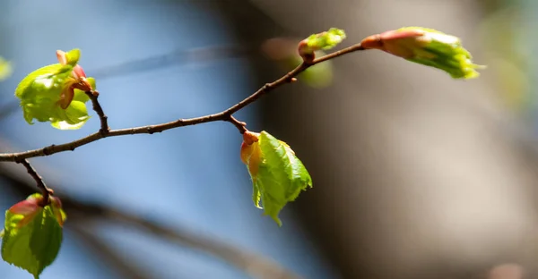 木の上の春芽 春に葉が木に現れます 彼らは芽から破裂し そこで彼らは一年中活動していませんでした 日光が葉を咲かせます — ストック写真