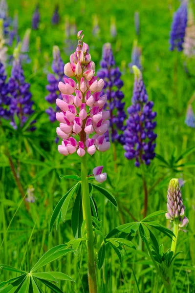 Lupinus Obecně Známý Jako Lupin Nebo Vlčí Borovice Rod Kvetoucích — Stock fotografie