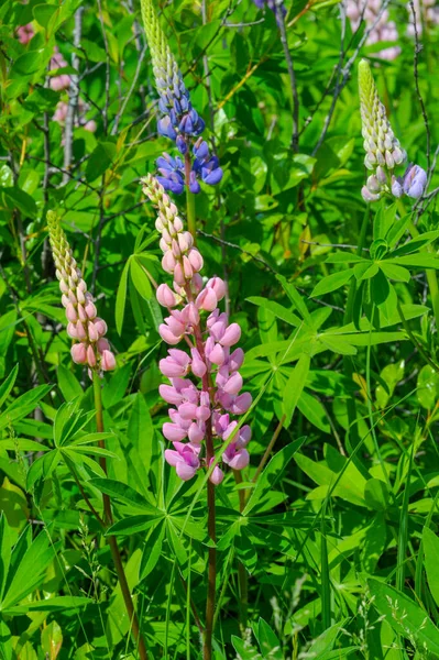 Lupinus Commonly Known Lupin Lupine Genus Flowering Plants Legume Family — Stock Photo, Image