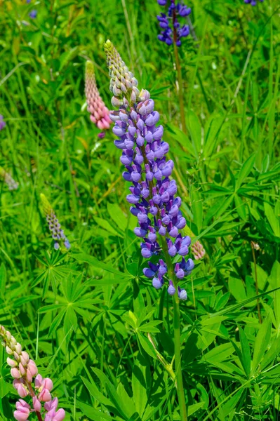 Lupinus Género Plantas Con Flores Perteneciente Familia Fabaceae Con Centros — Foto de Stock