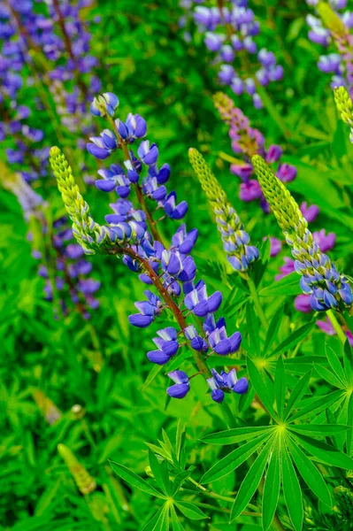 红豆杉 Lupinus 通常被称为红豆杉 Lupin 或红豆杉 Lupine 是豆科植物中的一种 与美洲多样性中心的合作 — 图库照片