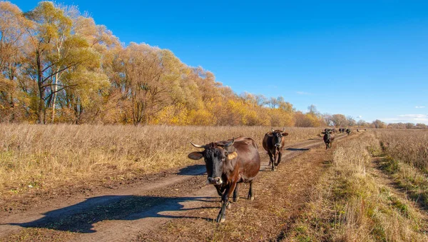 Осенняя Фотография Пойменная Река Пока Осень Золотая Дождя Ветра Золотой — стоковое фото