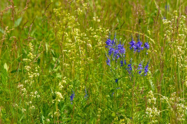 Summer Landscape Thunderclouds Blue Sky Floodplain Meadow Fields Aroma Summer — Stock Photo, Image