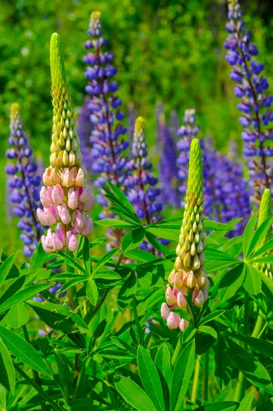 红豆杉 Lupinus 通常被称为红豆杉 Lupin 或红豆杉 Lupine 是豆科植物中的一种 与美洲多样性中心的合作 — 图库照片