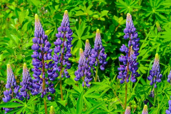 Lupinus Género Botânico Pertencente Família Fabaceae Com Centros Diversidade Nas — Fotografia de Stock