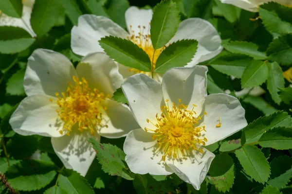 Rosa Canina Çiçekler Genellikle Büyük Gösterişlidir Beyazdan Sarıya Kırmızıya Türlerin — Stok fotoğraf